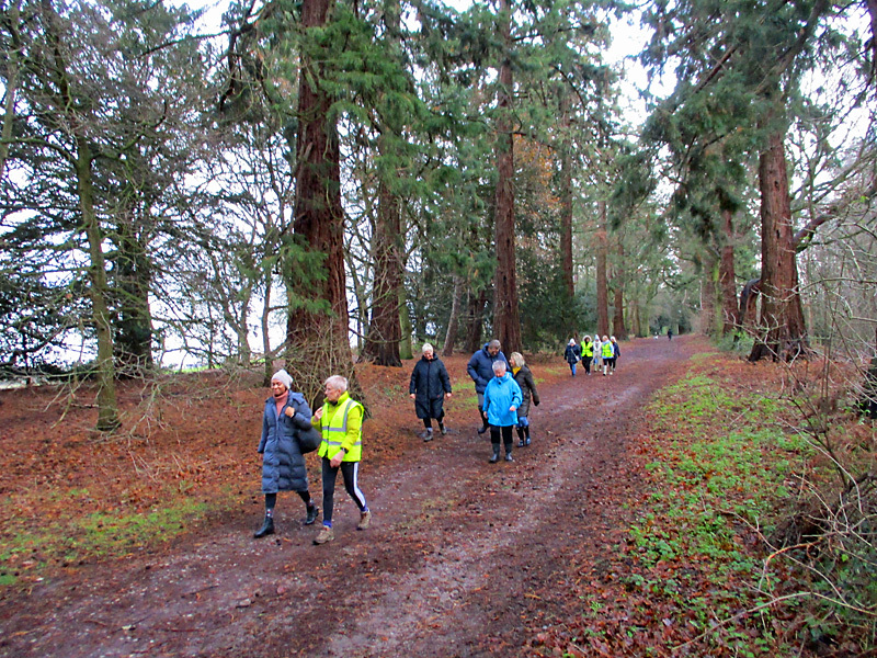 Walk on through the trees